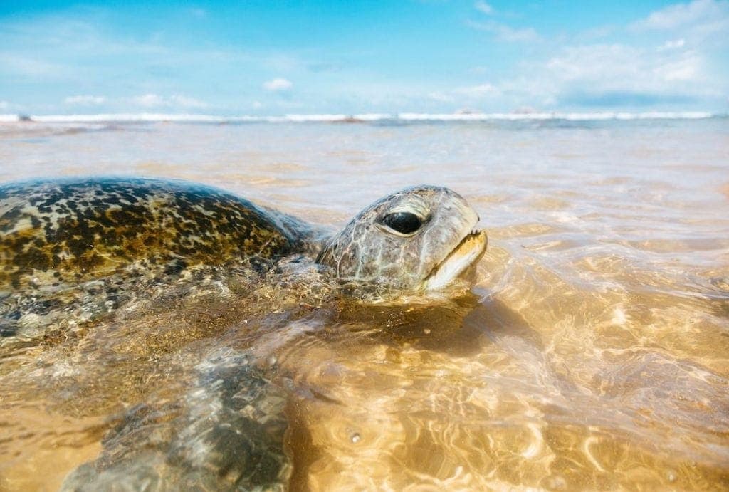 Go Turtle Spotting at Wijaya Beach